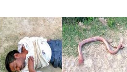 കടിച്ചെന്ന് കരുതി പാമ്പിന്‍റെ തല ചവച്ചരച്ചു; കര്‍ഷകന് പിന്നീട് സംഭവിച്ചത്