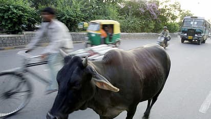 ಬೀದಿಬದಿ ದನಗಳ ಹಾವಳಿ ತಪ್ಪಿಸಲು ಗೂಳಿಗಳಿಗೆ ಸಂತಾಣಹರಣ ಚಿಕಿತ್ಸೆ