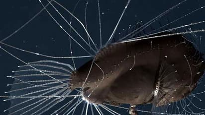 ശാസ്ത്രലോകത്തിന് അത്ഭുതമായി ഈ മത്സ്യങ്ങളുടെ ഇണചേരല്.!