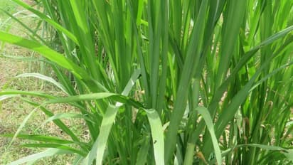 வெள்ளாட்டு தீவனமான நேப்பியல் புல் வகையை பற்றி தெரிஞ்சுக்க இதை வாசிங்க...