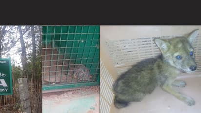 Shocking: Jackal pup, kilos of sandalwood discovered from lawyer's farm