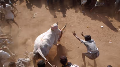 ജെല്ലിക്കെട്ട് സംബന്ധിച്ച തീരുമാനം ഭരണഘടനാ ബെഞ്ചിന് വിട്ടു