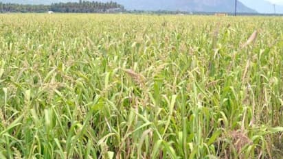 குதிரைவாலி சாகுபடிக்கு ஏற்ற ரகங்களில் நீர் பாசனம் செய்வது எப்படி?