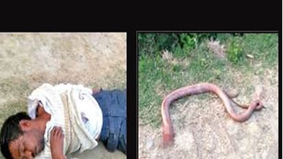 പാമ്പ് കടിച്ചെന്ന് യുവാവ്; പ്രതികാരമായി പാമ്പിന്റെ തല ചവച്ച് തുപ്പി