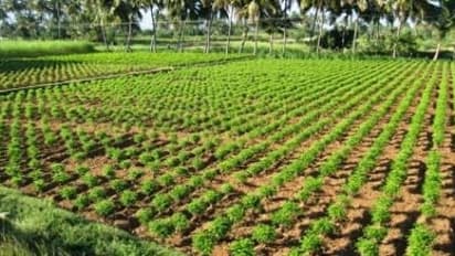 காய்கறிப் பயிர்களில் விதைநேர்த்தி மற்றும் நாற்றழுகல் நோயைக் கட்டுப்படுத்துவது எப்படி?