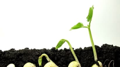 தரமான விதைகளை கண்டறிந்து பயிரிட்டால் நல்ல மகசூலை பெறலாம்…