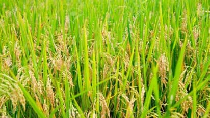 நெற்பயிரில் இலைக்கருகல் நோய்த் தாக்குதலுக்கான அறிகுறிகள் மற்றும் தடுக்கும் வழிமுறைகள்