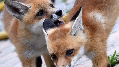 Identity crisis: Farmer's 'dog' turns out to be a fox