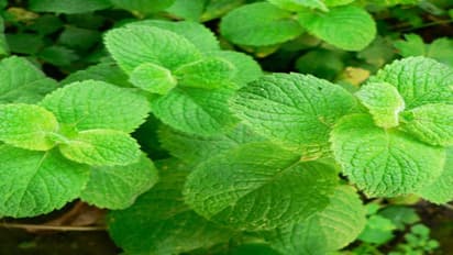 உங்களுக்குத் தெரியுமா? புதினாவில் மொத்தம் 40 வகை உண்டு…