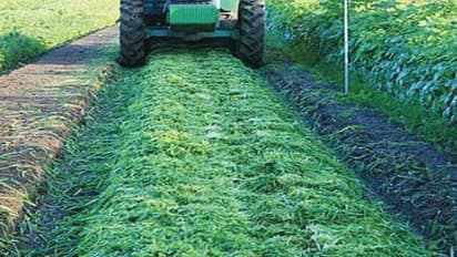 பசுந்தாள் உரங்களை பயிரிட்டால் பயிர்களின் விளைச்சல் பன்மடங்கு அதிகரிக்கும்..