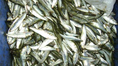Karnataka to sort out fish embargo with Goa