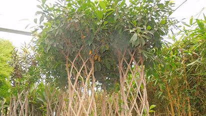 Now, tell BBMP what trees you want in your locality