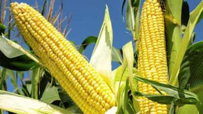 சோளத்தை தாக்கும் முக்கியமான பூச்சிகள் பற்றி ஒரு அலசல்...