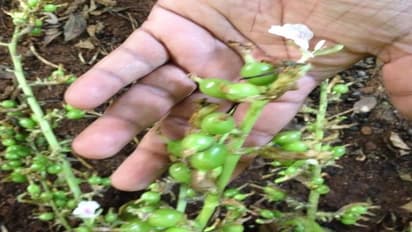 வாசனை தரும் ஏலக்காய்க்கு மவுசு அதிகம்…