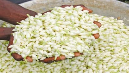 மல்லிகை சாகுபடியைப் பெருக்க இந்த தொழில் நுட்பங்களை பயன்படுத்தலாமே!