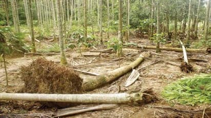 உணவுத் தட்டுப்பாட்டால் கிராமத்திற்குள் புகுந்த காட்டு யானைகள்; தென்னை, பாக்கு மரங்களை சாய்த்ததால் பல லட்சம் இழப்பு…