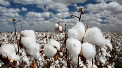 மானாவாரி நிலங்களில் இந்த பயிரை தாராளமாய் விவசாயம் செய்யலாம்...