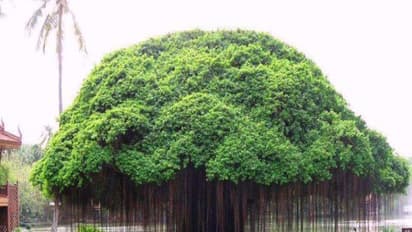 ஆலமரம் எப்போதும் சிறப்பு வாய்ந்ததாக இருக்க இதுதான் காரணம்...