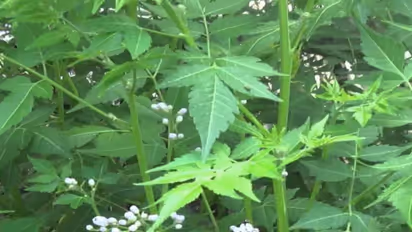 களிமண்ணில் நன்கு வளரக் கூடிய வேம்பு சாகுபடி தொழில்நுட்பங்கள்…