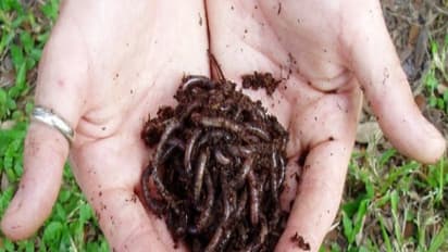 மண்புழு உரத்தைப் பயன்படுத்துவதால் இவ்வளவு நன்மைகள் கிடைக்கும்…