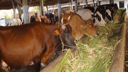 கறவை மாடுகளுக்கு இப்படிப்பட்ட உணவு முறையைதான் பின்பற்ற வேண்டும்...