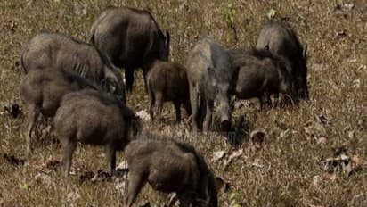 நாட்டு வெடிகுண்டுகள் வைத்து கொல்லப்படும் காட்டுப்பன்றிகள்; தடுக்க வேண்டி வனஉயிரின ஆர்வலர்கள் கோரிக்கை...