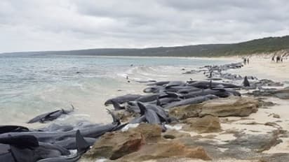 തിമിംഗലങ്ങളുടെ ശവപ്പറമ്പായി ഓസ്ട്രേലിയയിലെ കടല്തീരം