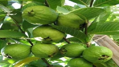 கொய்யா பயிரை பாதுகாக்க இந்த எளிய வழிகளை பின்பற்றினாலே போதும்...