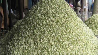 சாதி மல்லி சாகுபடியில் அதிக மகசூல் கிடைக்க இதை செய்யுங்கள்…