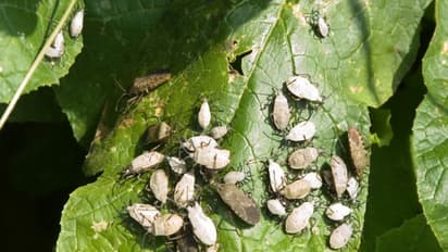 இந்த வழியை பயன்படுத்தினால் பயிர்களை தாக்கும் நத்தைகளை கட்டுப்படுத்தலாம்...