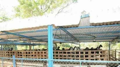 பரண் மேல் வெள்ளாடுகளை எப்படி வளர்ப்பது?