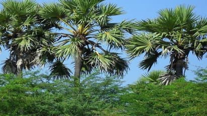 பனை வளர்த்தால் பணம் செழிக்கும். எப்படி?