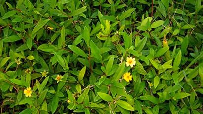 தொப்பையைக் கரைக்கும் கரிசலாங்கண்ணி வேற என்னெவெல்லாம் செய்யும்…