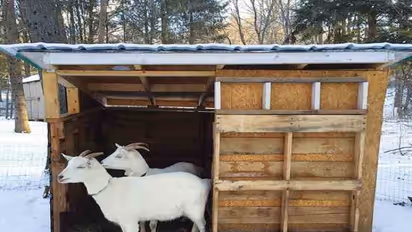 நோயுற்ற ஆடுகளுக்கு ஏற்றபடி கொட்டில்களை எப்படி அமைப்பது?