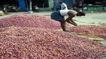 சின்ன வெங்காயம் சாகுபடியில் நாற்றங்கால் தயாரிப்பு செய்வது எப்படி?