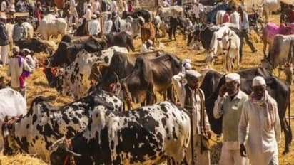 கால்நடைகளின் ஊட்டசத்து பற்றாக்குறையை போக்க தீவன மரங்கள் உதவும்…