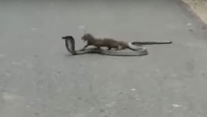 ಹೆದ್ದಾರಿಯಲ್ಲಿ ಹಾವು-ಮುಂಗುಸಿಯ ಜಬರ್ದಸ್ತ್ ಫೈಟ್: ಕಾದಾಟದ ವಿಡಿಯೋ ಸ್ಥಳೀಯರ ಮೊಬೈಲ್ನಲ್ಲಿ ಸೆರೆ