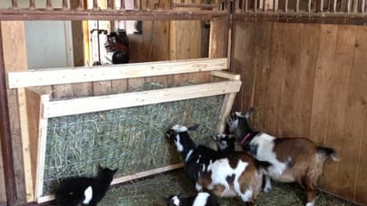 அதிக பொருட்செலவு ஆகாமல் ஆடு வளர்ப்போருக்கு எப்பவும் கைகொடுக்கும் சில தீவனங்கள்...