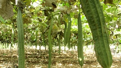 பீர்க்கன் சாகுபடியை இந்த முறைப்படியும் செய்யலாம்... மகசூலும் அதிகம் கிடைக்கும்...