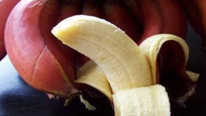 நீங்கள் அறிந்திராத செவ்வாழை பழத்தின் மருத்துவ குணங்கள்…