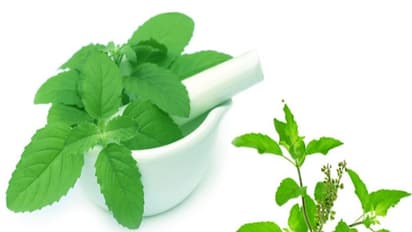 துளசி இலையை இப்படி உண்டால் வாய் நாற்றம் உங்களைவிட்டு விலகும்...