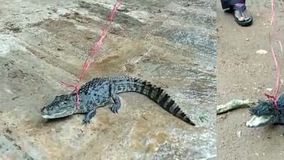 ಶ್ರೀರಂಗಪಟ್ಟಣದಲ್ಲಿ ಭಾರೀ ಮಳೆ: ಮಳೆ ನೀರಲ್ಲಿ ತೇಲಿ ಬಂದ ಮೊಸಳೆ ಮರಿ