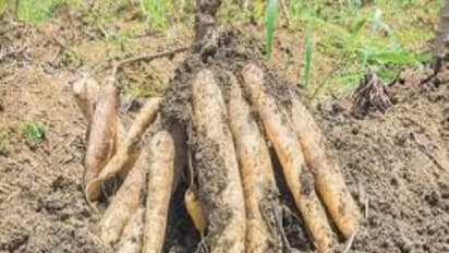 இயற்கை முறையில் மரவள்ளி சாகுபடி செய்ய சில எளிய வழிகள்…