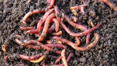 மண்புழு உரத்தினால் மண்ணுக்கும், விவசாயிக்கும் இவ்வளவு பயன்கள் கிடைக்கும்...