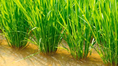 மழைக்காலத்தில் நெற்பயிரைத் தாக்கும் பூச்சிகளும் கட்டுப்படுத்தும் முறைகளும்…