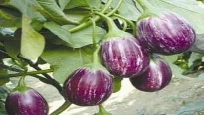 கத்திரிக்காயை இயற்கை வழியில் எவ்வாறு பயிர் செய்வது?