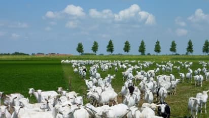 வெள்ளாடுகளை வளர்க்கும்போது அவற்றில் மேற்கொள்ள வேண்டிய மேலாண்மை முறைகள்...