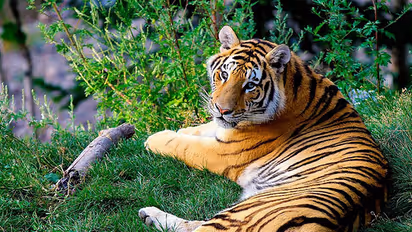 India to help other countries claw back tiger territory