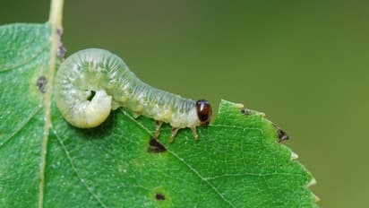 விவசாயிகளே இது உங்களுக்காக! மிகச் சிறந்த இரண்டு இயற்கை பூச்சி விரட்டிகள்...