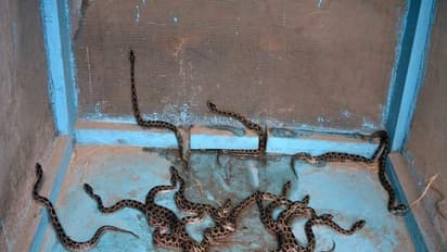 ஓ மை காட்! பள்ளிக்கூட சமையில் அறையில் 60 பாம்புகள்! ஊழியர்கள் ஓட்டம்!